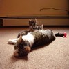 This is our friend's cat Roxy.  She recently gave birth to the little ones you see peeking over her belly.